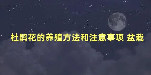 杜鹃花的养殖方法和注意事项 盆栽